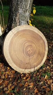 Торцевой спил 