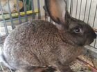 Кролик самец 5 месяцев