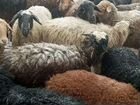 Овцы Бараны объявление продам