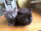 Два кота породы Нибелунг объявление продам