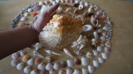 Продаю комплект красивых ракушек