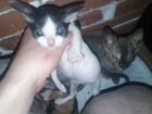 Котята Бесплатно от кошки Сфинкс объявление продам
