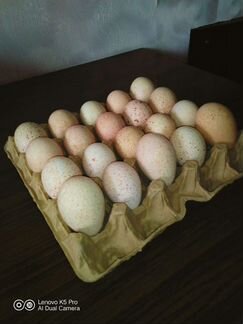 Продам инкубационное яйцо индейки
