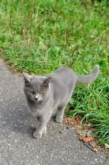 Красивая кошечка-метис