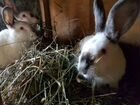 Кролики породистые и обычные объявление продам