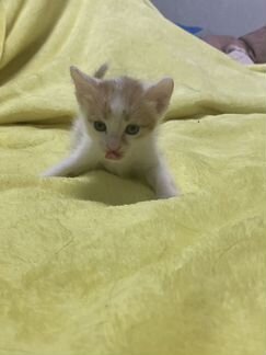Котята в добрые руки, девочка-брюнетка и 3 цветных