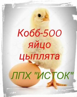 Цыплята бройлера 21.02, яйцо бройлера