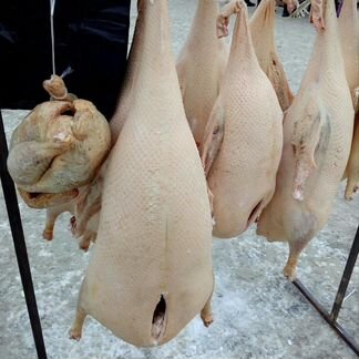 Домашнее птицы