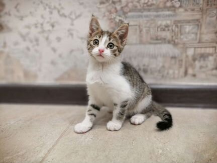 Котенок в Добрые Руки. Девочка