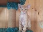 Котик породы Девон- рекс объявление продам